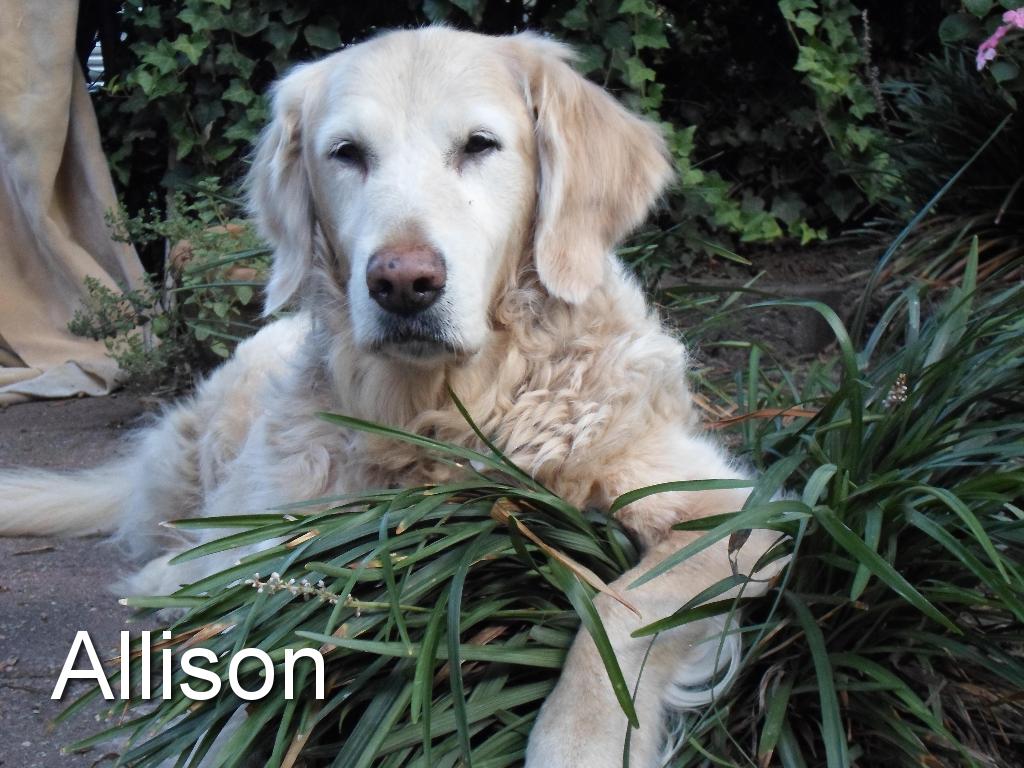 Sponsor Allison Anderson