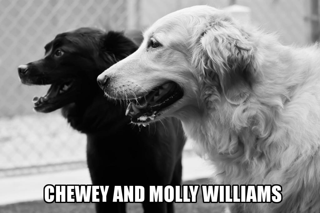 Sponsor Mary Anne Williams