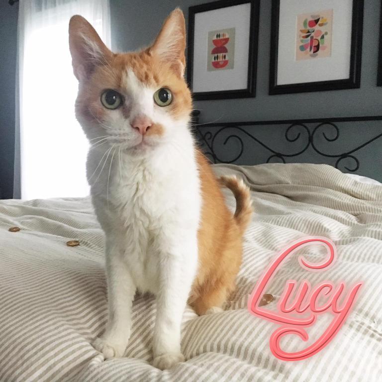 Sponsor The McNeill Family