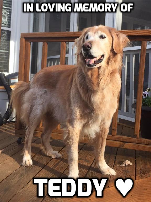 Sponsor Teddy's Aunt Debi