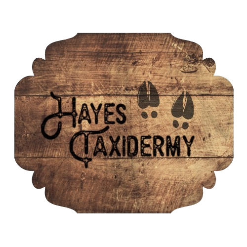 Sponsor Hayes Taxidermy